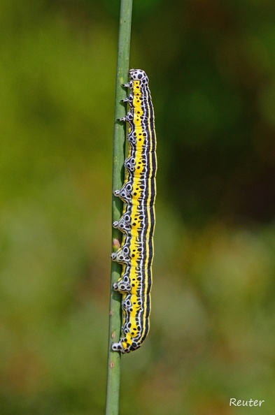 Große Ginstereule (Apopestes spectrum)